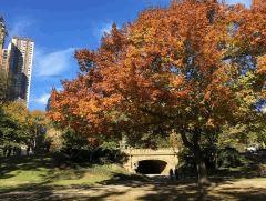 06 central park
