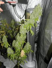 00 amnesia
