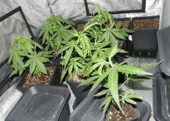 sativ endormies