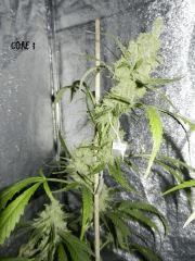 06 CORE 1