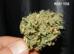 08 milky star
