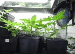 indica