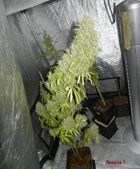 02 amnesia hypro 1