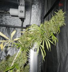04 amnesia 1