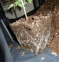 roots - pots flo