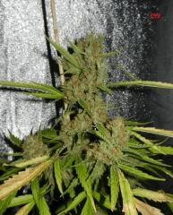 05 c99