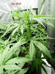 thai skunk