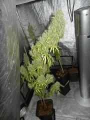 03 amnesia hypro 1