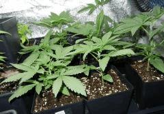 indica top