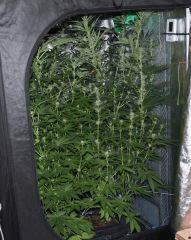 "PURE POWER PLANT" FLO +31
