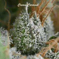 Cc7