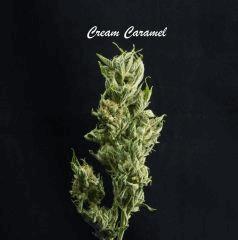 Cc1