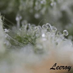 L1