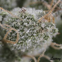 L2