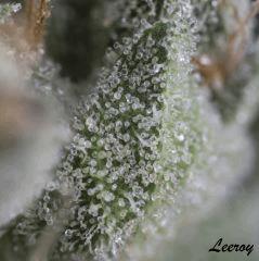 L4