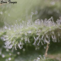 St8