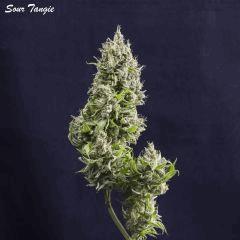 St9