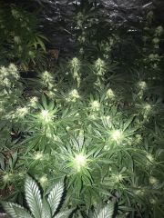 IMG 0255