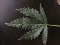 IMG 0175