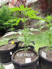28 07 cheese01