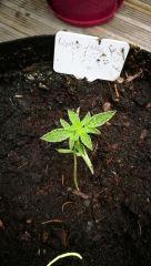 lemon haze