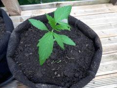 BlueCheese C19