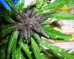 purple04