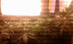Flo 11 Nl