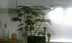 Flo 11 2 Skunk