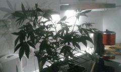 Flo 11 2 MK3