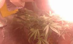 Flo 36 skunk2