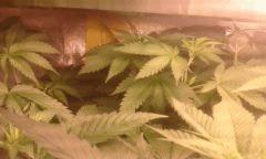 Flo 11 skunk1