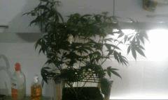Flo 11 2 NL
