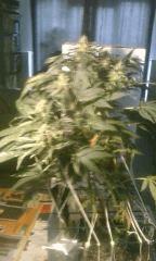 skunk 1 avant