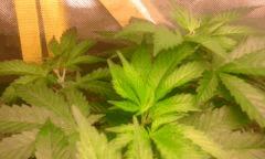 Flo 5 skunk1