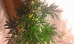 Flo 36 skunk