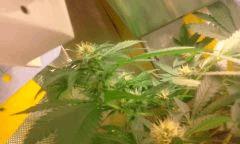 Flo 36 skunk22