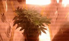 Flo 17 skunk 1