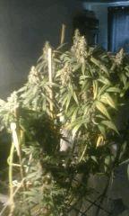 NL avant