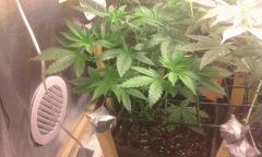 Flo 5 skunk2