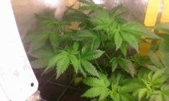 Flo 5 master kush 1