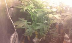 Flo 11 skunk2