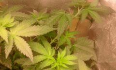 Flo 5 master kush 2