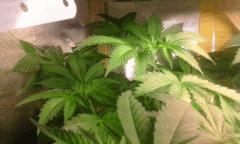 Flo 11 master kush1
