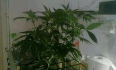 Flo 11 2 MK4