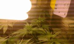 Flo 11 master kush2