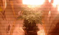 Flo 17 MK 3