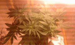 Flo 17 skunk2