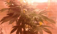 Flo 17 skunk1 2
