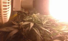 Flo 36 Skunk Box